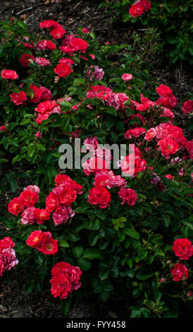 Rose,Rosa CORAL DRIFT, Medriflora, Meilland, 2006 Stock Photo
