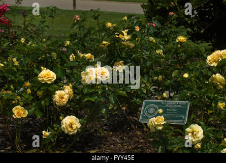 Rose, Rosa EUREKA , yellow, AARS winner 2003 Stock Photo