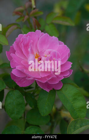 Rosa  'Mary Rose' , David Austin Shrub Rose Stock Photo