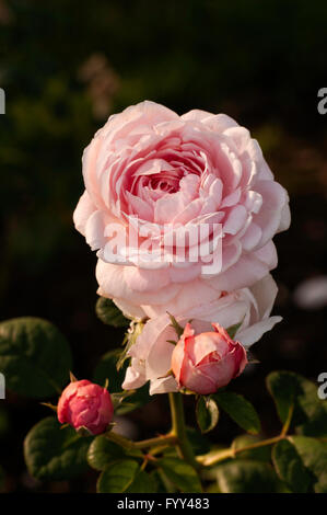 Rose,QUEEN OF SWEDEN rosa,  English rose, Stock Photo