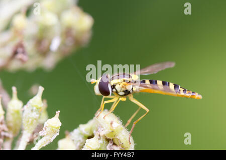 Sphaerophoria scripta hoverfly Stock Photo