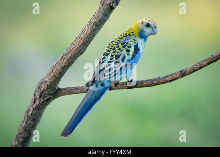 Colourful bird perched on branch, Australia Stock Photo