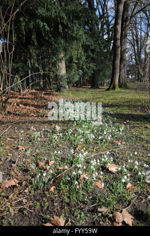 Galanthus nivalis, Snowdrop Stock Photo