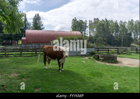 agrodome farm tour Stock Photo