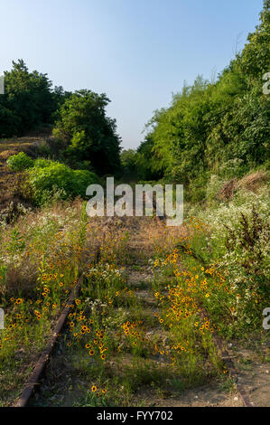 Golden Coreopsis in an abandoned railway. Stock Photo