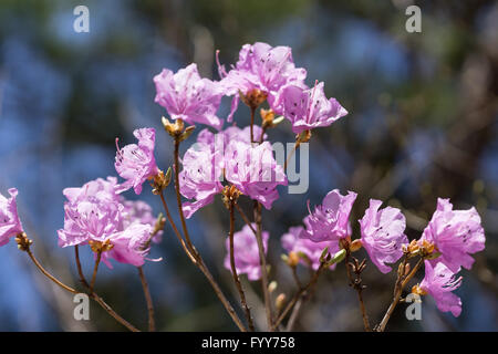 Rhododendron mucronulatum Stock Photo