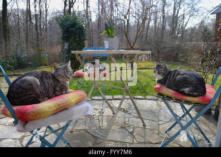 Domestic cat. Three adults lying on chairs standing around a garden table. Germany Stock Photo