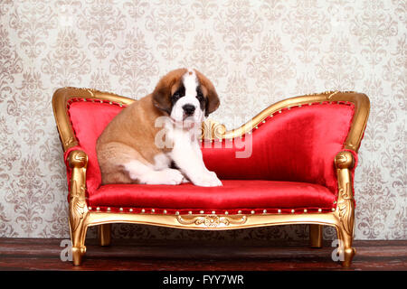 St. Bernard Dog. Puppy (7 weeks old) sitting on an antique couch. Germany Stock Photo