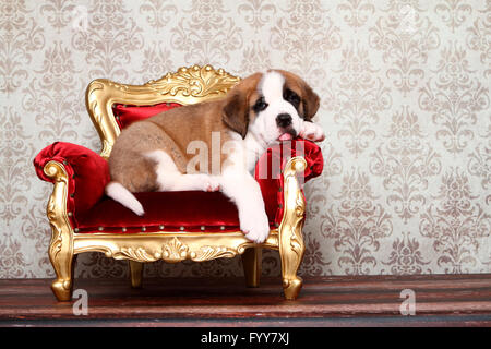 St. Bernard Dog. Puppy (7 weeks old) lying on an antique armchair. Germany Stock Photo