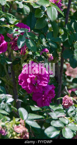 Rose, Rosa  ROSERAIE DE L'HAY ,  hybrid rugosa, Stock Photo