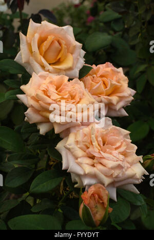 Rose, Rosa Warm Wishes, aka Sunset Celebration Stock Photo