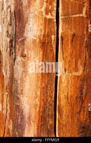 Detail of an old dried cherry tree trunk