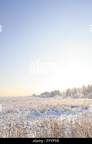 Frosted trees against a blue sky Stock Photo - Alamy