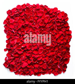 Red rose petals background, pattern. Stock Photo