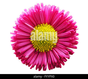 Fresh pink daisy flower isolated on white. Stock Photo