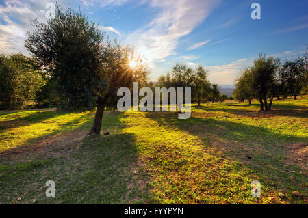 Olive trees in Tuscany, Italy at sunset Stock Photo