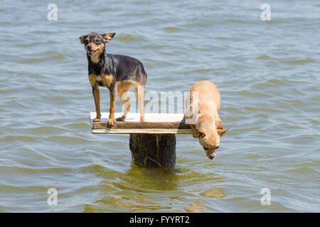 On the table on the river two dogs - Russian toy terrier and chihuahua who wants to jump into the water Stock Photo