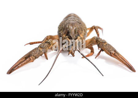 Crayfish isolated on the white background Stock Photo