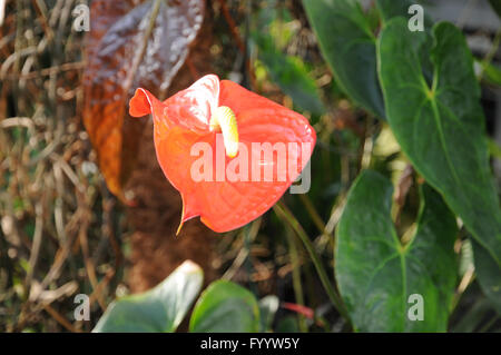 Anthurium, Flamingo flower Stock Photo