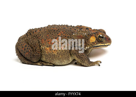 Black-spined Toad, Asian Common Toad, or Asian Toad, Duttaphrynus melanostictus, SE Asia (captive). Formerly Bufo melanostictus. Stock Photo