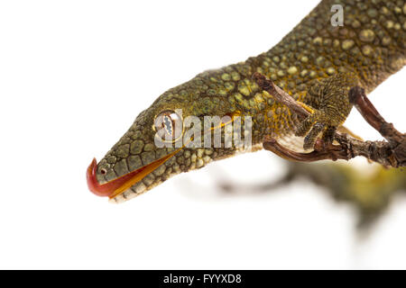 Prehensile-Tailed Gecko, or Bauer's Chameleon Gecko, Eurydactylodes agricolae, licking lips. New Caledonia (captive) Stock Photo