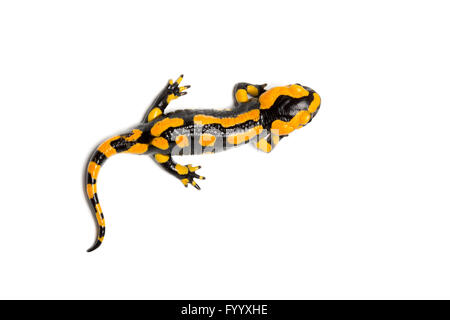 Fire Salamander, Salamandra salamandra terrestris, Central Europe, a member of the Salamandridae family Stock Photo
