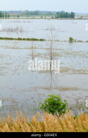 Trees and roads covered with flood water Stock Photo