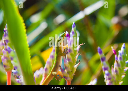 Colorful  geckos and bromeliad portea plants Stock Photo