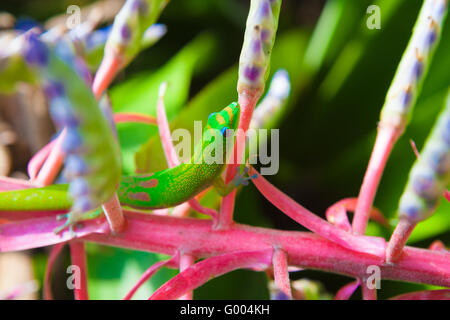 Colorful  geckos and bromeliad portea plants Stock Photo
