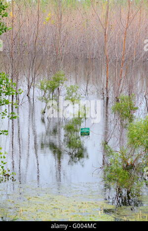 Trees and roads covered with flood water Stock Photo