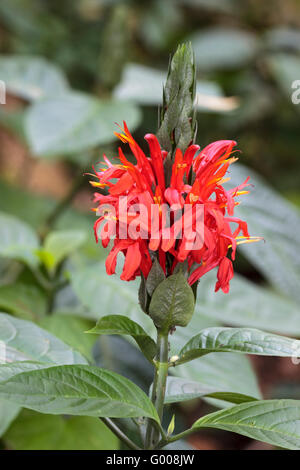 Red flowers emerging from the spike of the tropical evergreen shrub, Pachystachys coccinea Stock Photo