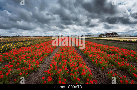 Tulips. Beautiful colorful red tulip flowers in spring, vibrant floral background, flower fields in Netherlands Stock Photo