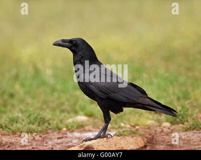 Common raven sitting on the ground in its habitat Stock Photo