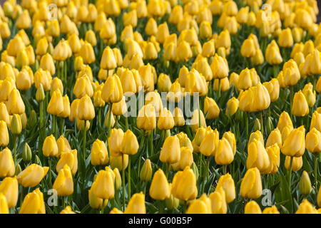 Tulip. Beautiful colorful yellow tulips flowers in spring garden, vibrant floral background Stock Photo
