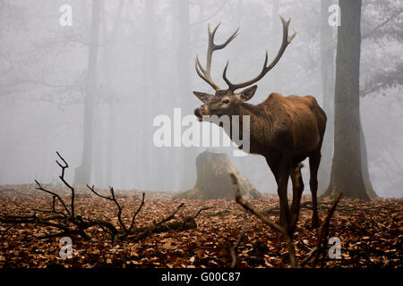 Buck deer stag Stock Photo