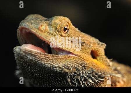 Bearded dragon Stock Photo