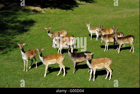 Herd of fallow deer in a forest clearing Stock Photo