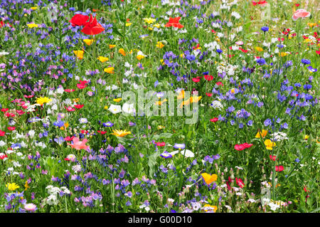Colorful meadow Stock Photo