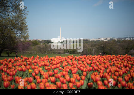 ARLINGTON, Virginia, United States — Vibrant tulips bloom in the foreground of the Netherlands Carillon in Arlington Ridge Park. The 127-foot tall open steel tower, housing 50 bronze bells, rises behind a colorful array of Dutch tulips. This spring display surrounds the monument gifted by the Netherlands in 1954, offering a picturesque view with the Washington, DC skyline visible in the distance across the Potomac River. Stock Photo