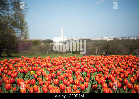 ARLINGTON, Virginia, United States — Vibrant tulips bloom in the foreground of the Netherlands Carillon in Arlington Ridge Park. The 127-foot tall open steel tower, housing 50 bronze bells, rises behind a colorful array of Dutch tulips. This spring display surrounds the monument gifted by the Netherlands in 1954, offering a picturesque view with the Washington, DC skyline visible in the distance across the Potomac River. Stock Photo