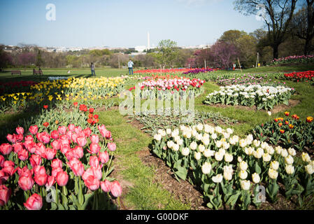 ARLINGTON, Virginia, United States — Vibrant tulips bloom in the foreground of the Netherlands Carillon in Arlington Ridge Park. The 127-foot tall open steel tower, housing 50 bronze bells, rises behind a colorful array of Dutch tulips. This spring display surrounds the monument gifted by the Netherlands in 1954, offering a picturesque view with the Washington, DC skyline visible in the distance across the Potomac River. Stock Photo