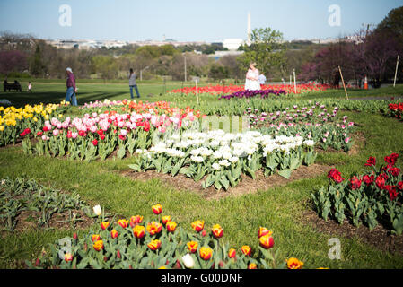 ARLINGTON, Virginia, United States — Vibrant tulips bloom in the foreground of the Netherlands Carillon in Arlington Ridge Park. The 127-foot tall open steel tower, housing 50 bronze bells, rises behind a colorful array of Dutch tulips. This spring display surrounds the monument gifted by the Netherlands in 1954, offering a picturesque view with the Washington, DC skyline visible in the distance across the Potomac River. Stock Photo