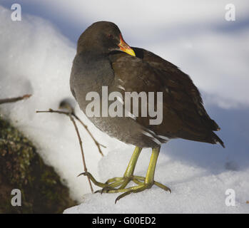 Moorhen Stock Photo