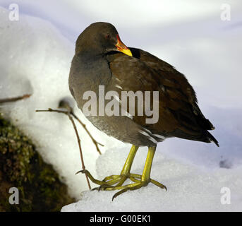 Moorhen Stock Photo