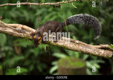 Variegated squirrel (Sciurus variegatoides) foraging in a tree near Sarapiqui in Costa Rica. Stock Photo