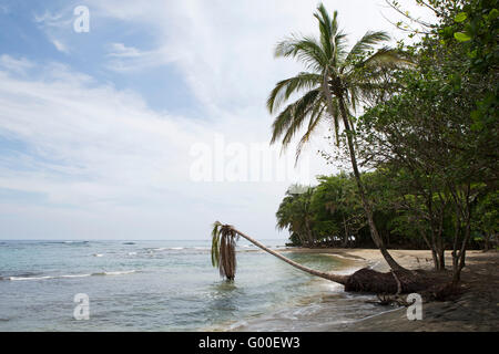 A palm tree leans over the beach and the Caribbean Sea at Manzanillo Beach in Costa Rica. Stock Photo