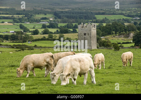 Old tower in Ireland Stock Photo