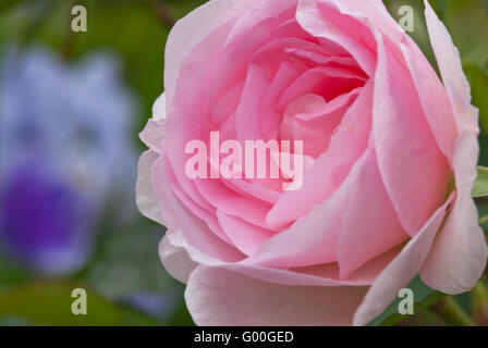 A Morden blush shrub rose, Rosa spp.) growing in a garden in St Albert, Alberta, Canada. Stock Photo