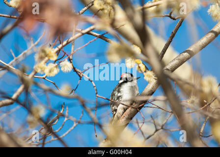 Downy woodpecker, Dryobates pubescens, sitting in a willow tree, against a clear blue spring day sky Stock Photo