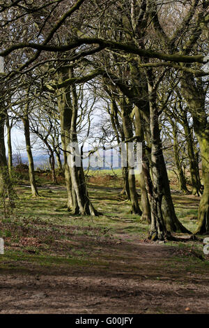 Chevin Woods, at Chevin Forest Park, Otley, West Yorkshire. Stock Photo